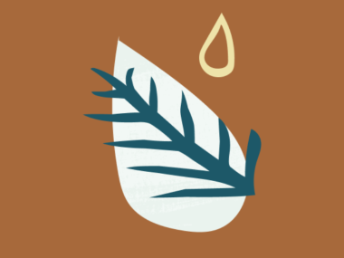 Illustration of pine needles and a water drop