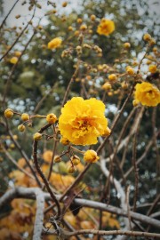 Photo of yellow flowers on a tree. 