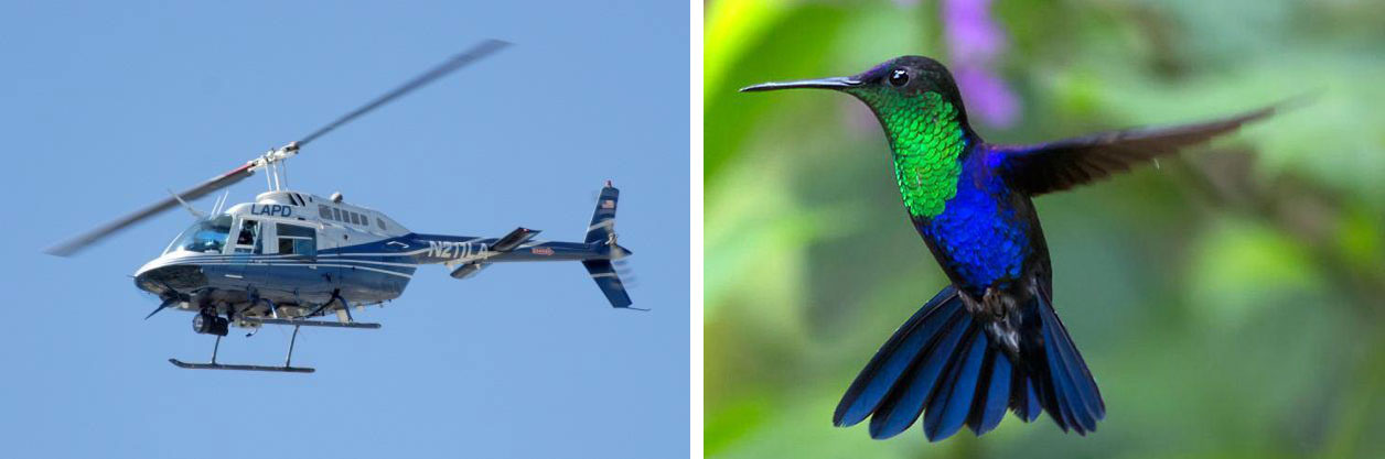 On the left, a photo of a helicopter; on the right, a photo of a hummingbird